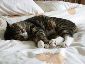 Cat sleeping on the bed