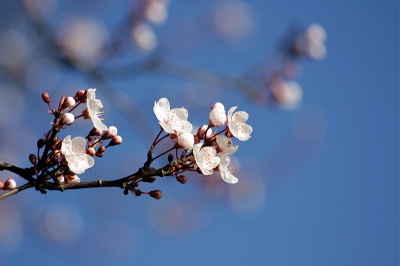 Apple blossom photo