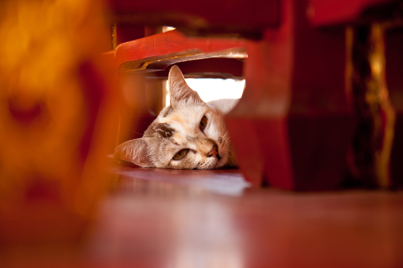 Photo of sleepy cat under table