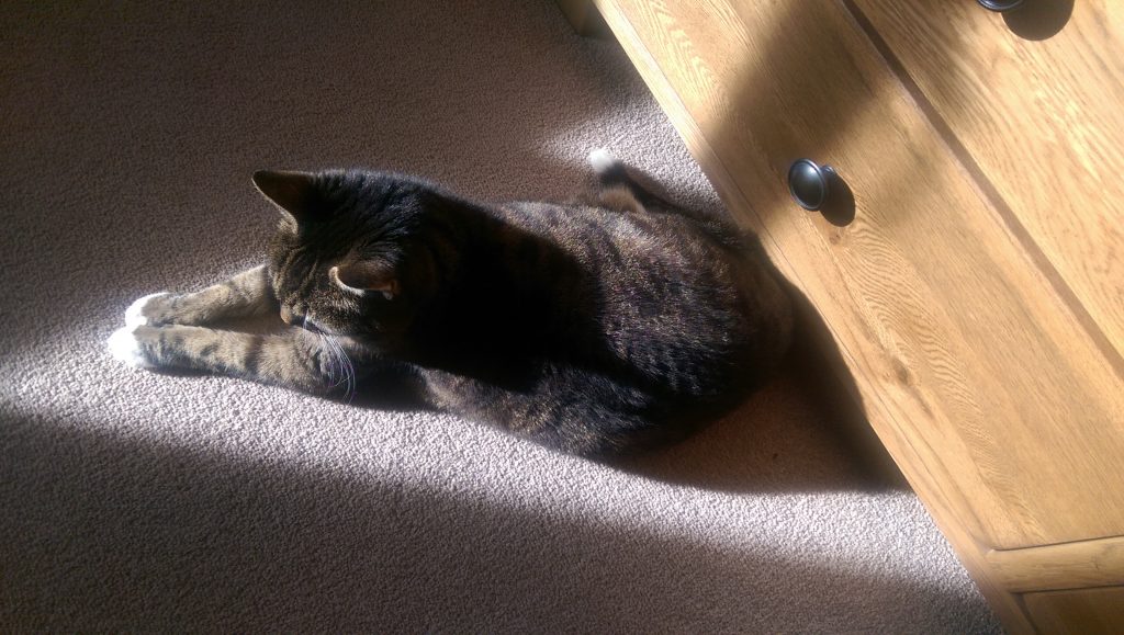 Tabby cat with white paws sits in a sunbeam on beige carpet, an oak chest of drawers behind her.