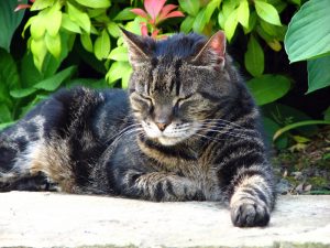 Tabby cat with white cheeks and chin, dozing on a flat stone, shrubs behind him