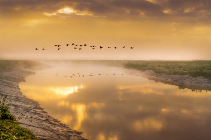 Geese in flight above a misty river as the sun goes down