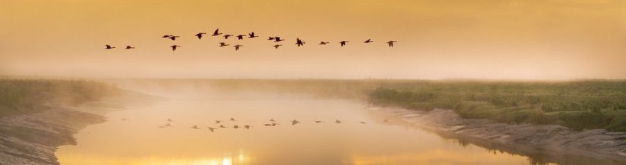 Birds in flight above a misty river as the sun goes down, cropped to banner proportions